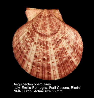 Aequipecten opercularis (17).jpg - Aequipecten opercularis(Linnaeus,1758)
